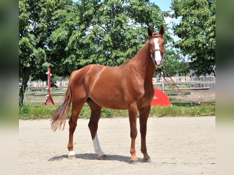 Mecklenburg Castrone 6 Anni 175 cm Sauro in Schattendorf