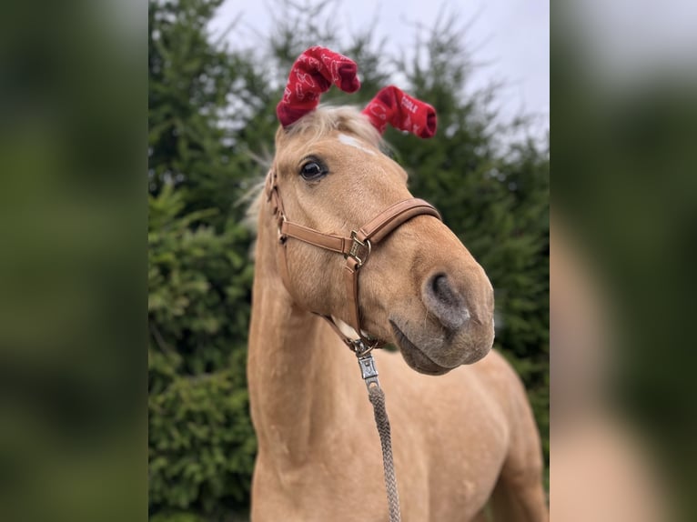 Mecklenburg Castrone 7 Anni 165 cm Palomino in Upahl