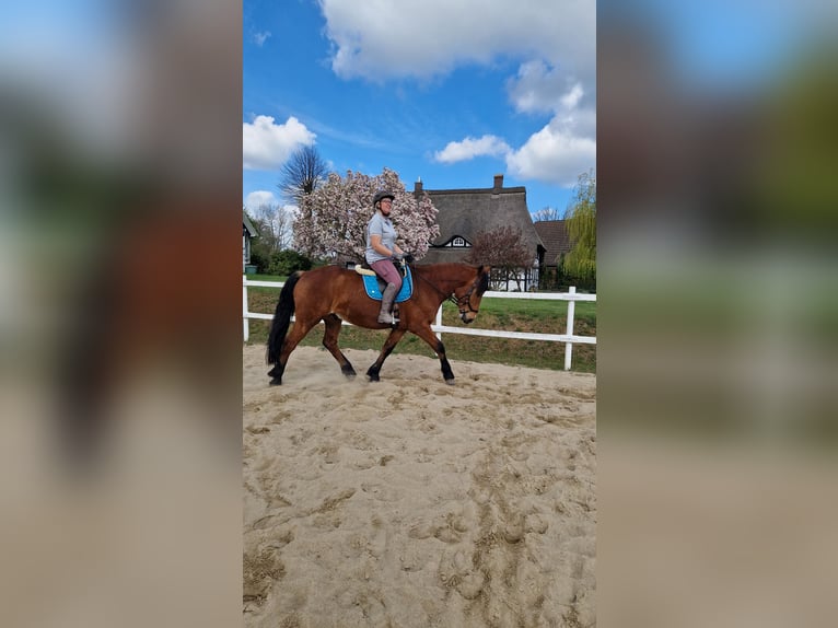 Mecklenburg Mix Castrone 7 Anni 166 cm Baio in Ratzeburg