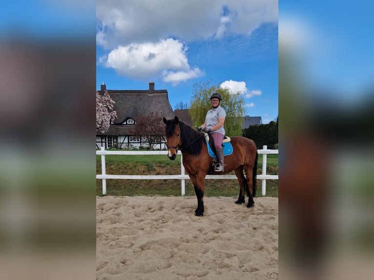 Mecklenburg Mix Castrone 7 Anni 166 cm Baio in Ratzeburg