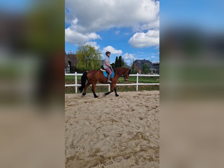 Mecklenburg Mix Castrone 7 Anni 166 cm Baio in Ratzeburg