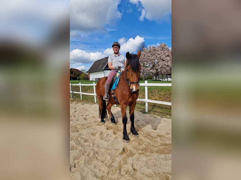 Mecklenburg Mix Castrone 7 Anni 166 cm Baio in Ratzeburg