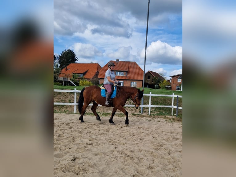 Mecklenburg Mix Castrone 7 Anni 166 cm Baio in Ratzeburg