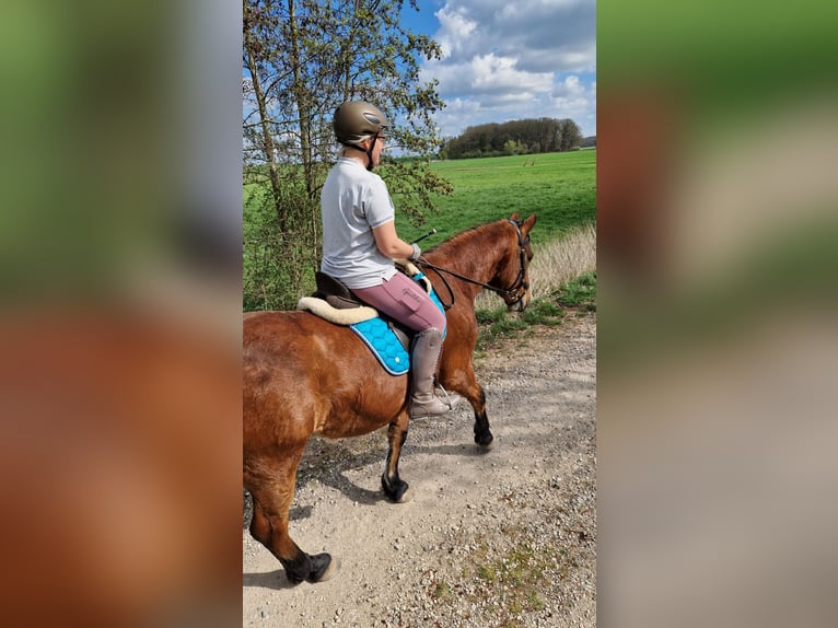 Mecklenburg Mix Castrone 7 Anni 166 cm Baio in Ratzeburg