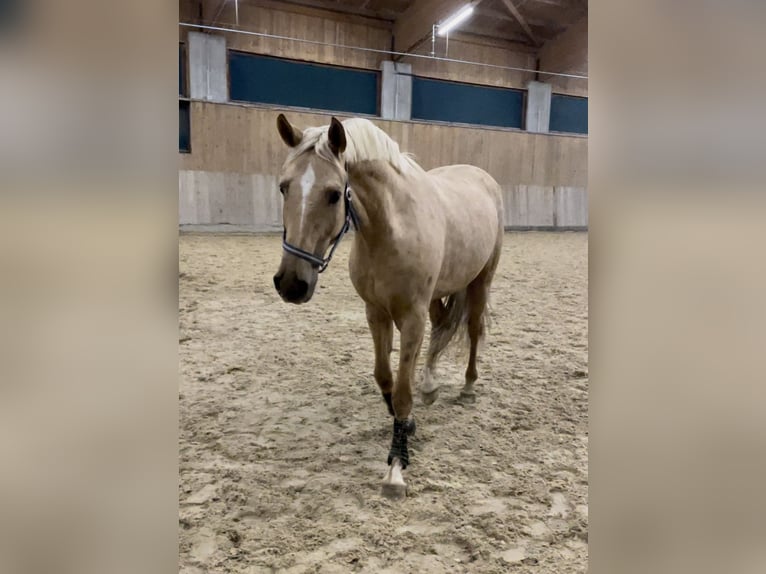 Mecklenburg Castrone 7 Anni 169 cm Palomino in Landsberg am Lech