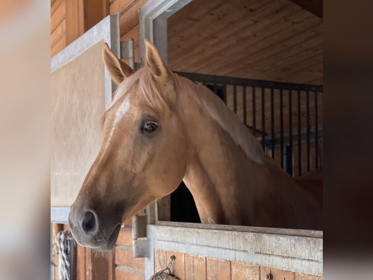 Mecklenburg Castrone 7 Anni 169 cm Palomino in Landsberg am Lech