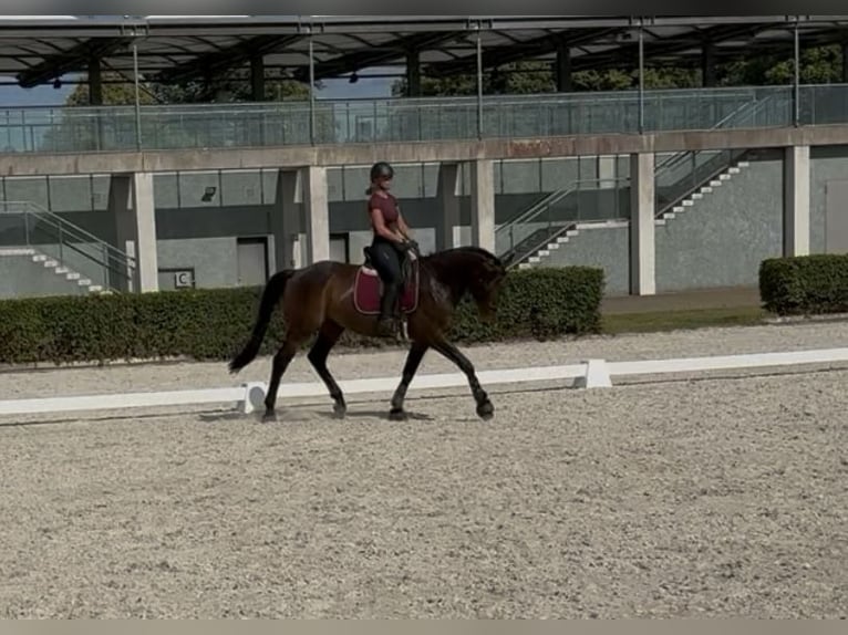 Mecklenburg Castrone 7 Anni 172 cm Baio nero in Fehrbellin