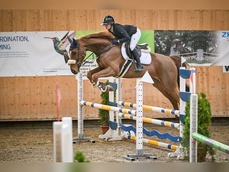 Mecklenburg Castrone 7 Anni 172 cm Sauro in Gossau