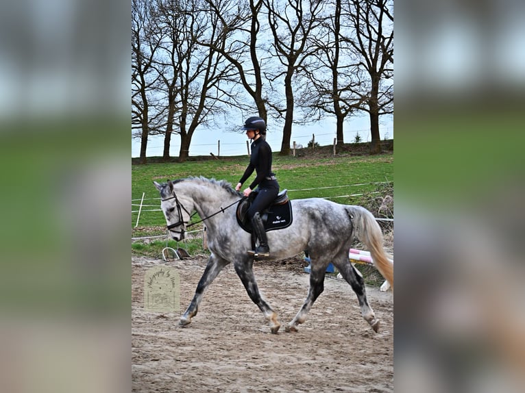 Mecklenburg Castrone 7 Anni 173 cm Grigio in Solingen