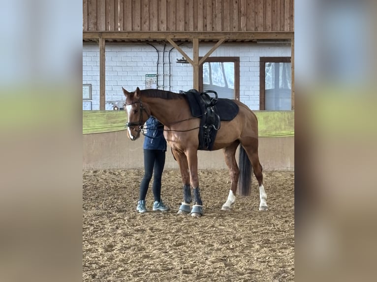 Mecklenburg Castrone 7 Anni 175 cm Sauro scuro in Greifswald