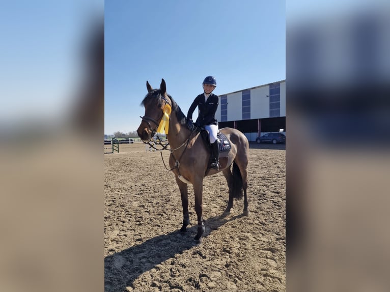 Mecklenburg Castrone 7 Anni 176 cm Baio in Redefin