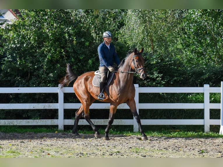 Mecklenburg Castrone 7 Anni 178 cm Baio in Seebad Bansin