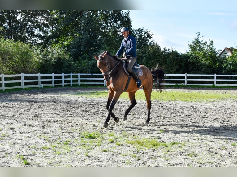 Mecklenburg Castrone 7 Anni 178 cm Baio in Seebad Bansin