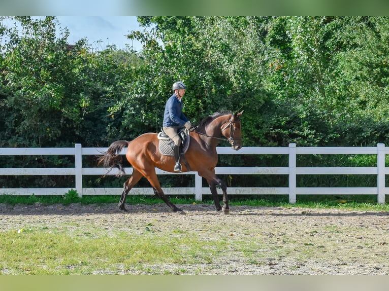 Mecklenburg Castrone 7 Anni 178 cm Baio in Seebad Bansin