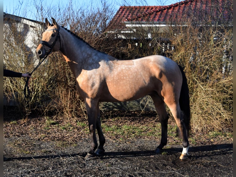 Mecklenburg Castrone 8 Anni 169 cm Pelle di daino in Schwaan