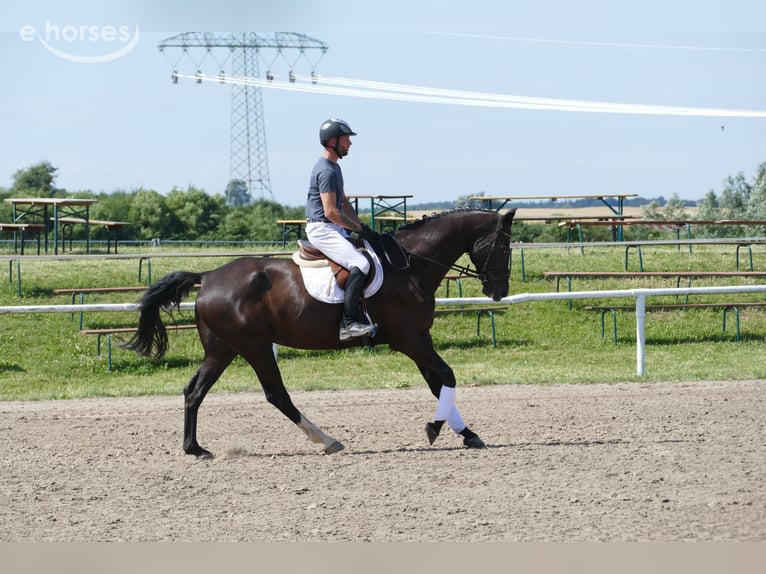 Mecklenburg Castrone 8 Anni 171 cm  in Ganschow