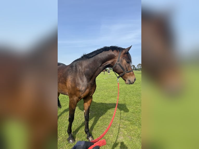 Mecklenburg Castrone 8 Anni 175 cm Baio scuro in Dachtmissen