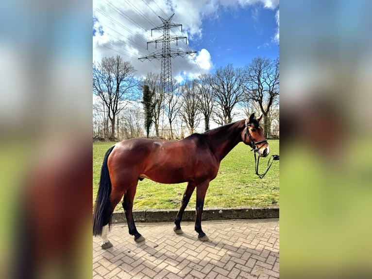 Mecklenburg Castrone 9 Anni 168 cm Baio in Henstedt-Ulzburg