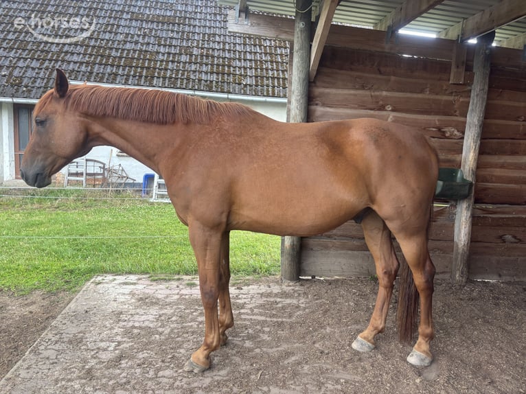 Mecklenburg Castrone 9 Anni 170 cm Sauro in Dobin am See