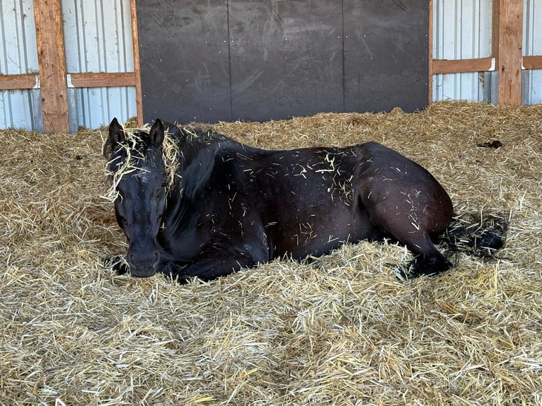 Mecklenburg Castrone 9 Anni 172 cm Baio nero in Emskirchen