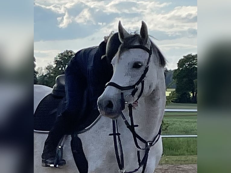 Mecklenburg Giumenta 10 Anni 162 cm Grigio in Breydin