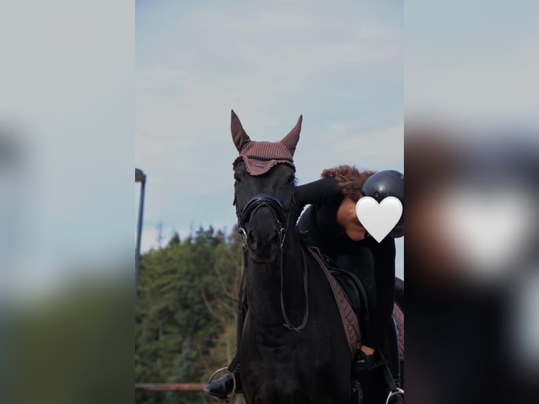 Mecklenburg Giumenta 10 Anni 165 cm Morello in Sprockh&#xF6;vel