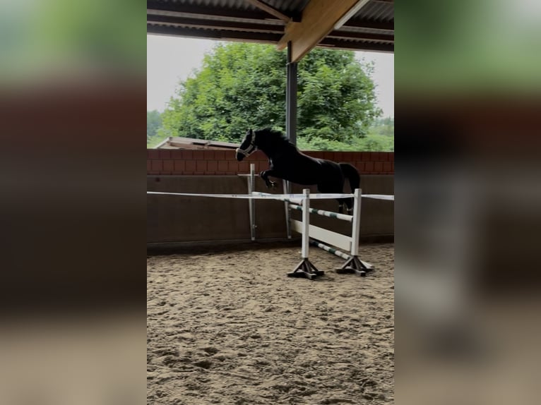 Mecklenburg Giumenta 10 Anni 165 cm Morello in Sprockh&#xF6;vel