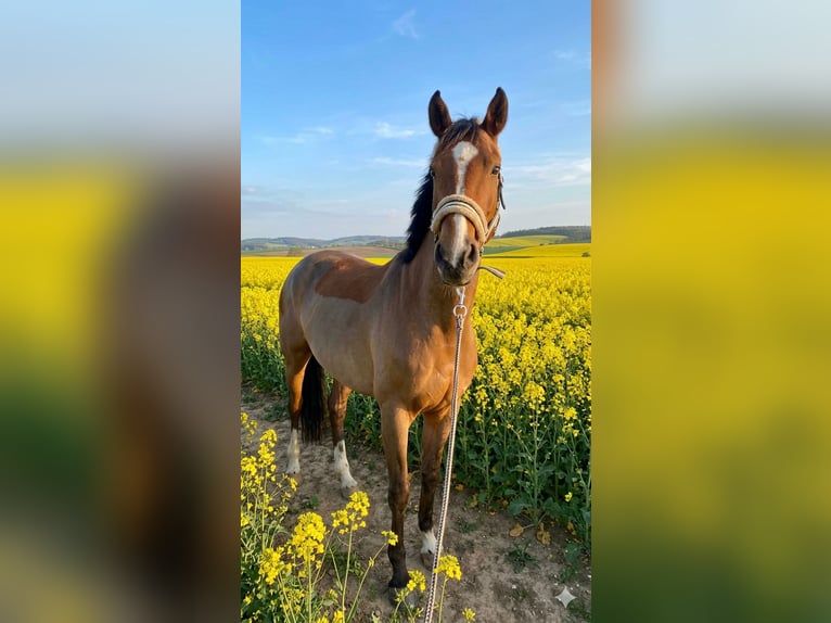 Mecklenburg Giumenta 11 Anni 164 cm Baio chiaro in Gera