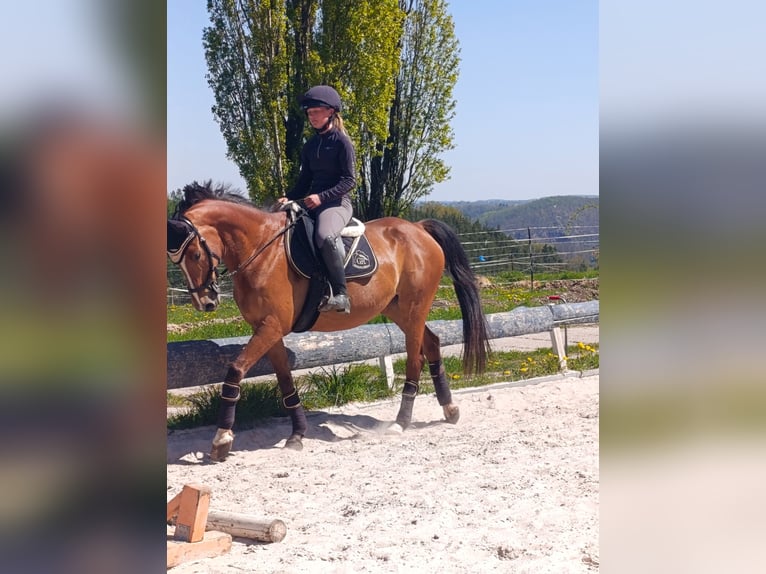 Mecklenburg Giumenta 11 Anni 164 cm Baio chiaro in Gera