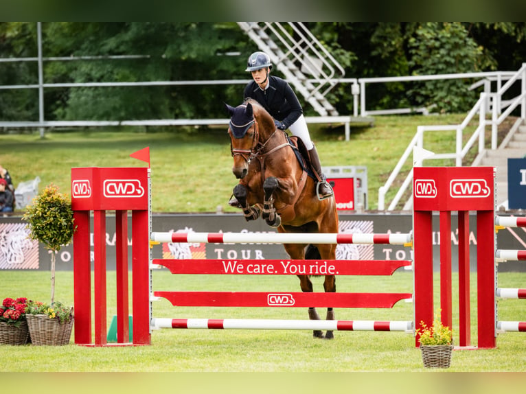 Mecklenburg Giumenta 11 Anni 172 cm Baio in Negernbötel
