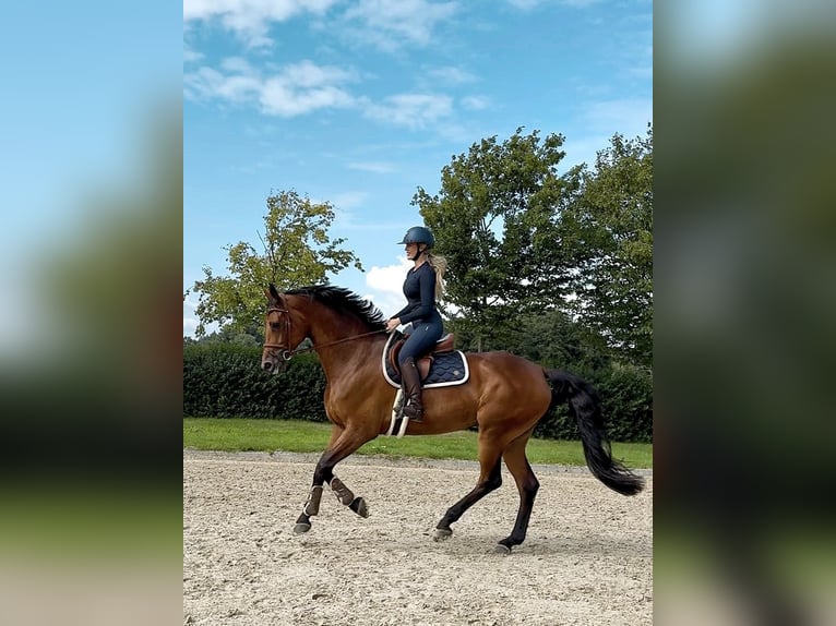 Mecklenburg Giumenta 11 Anni 172 cm Baio in Negernbötel