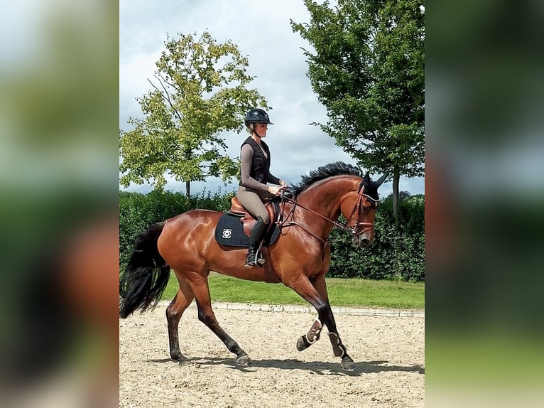 Mecklenburg Giumenta 11 Anni 172 cm Baio in Negernbötel