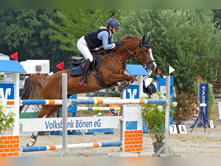 Mecklenburg Giumenta 12 Anni 154 cm Sauro in Kamen