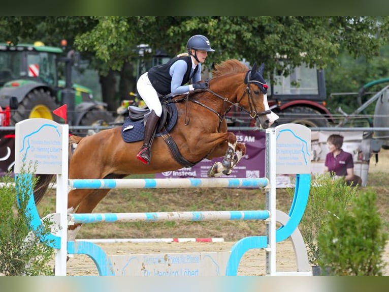 Mecklenburg Giumenta 12 Anni 158 cm Sauro in Kamen