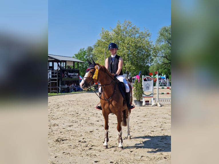 Mecklenburg Giumenta 12 Anni 158 cm Sauro in Kamen