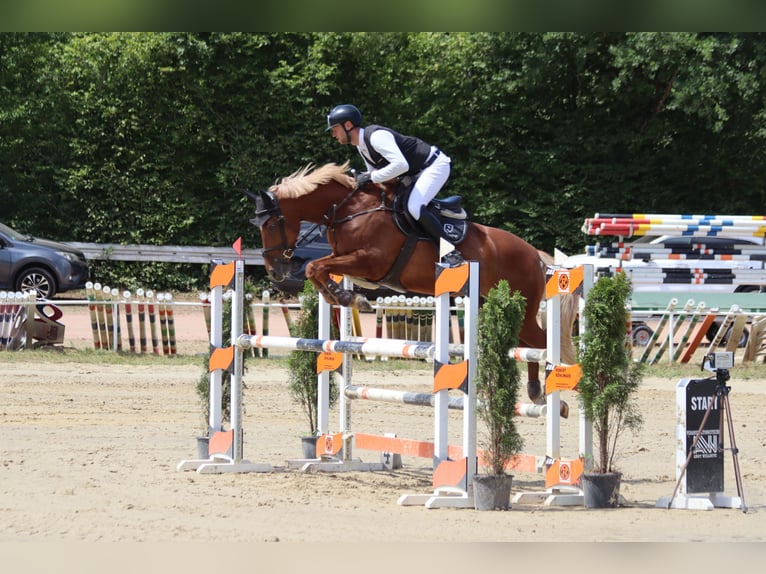 Mecklenburg Giumenta 12 Anni 167 cm Sauro in Kirkel