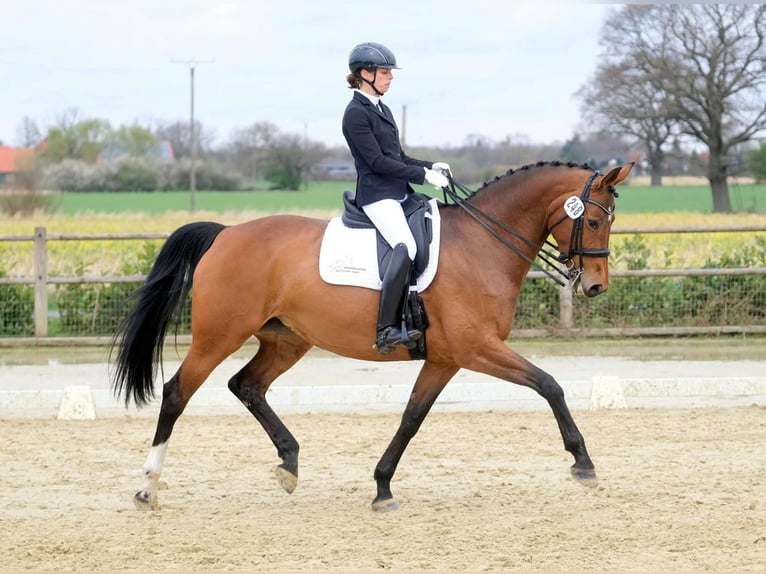 Mecklenburg Giumenta 12 Anni 174 cm Baio in Warendorf