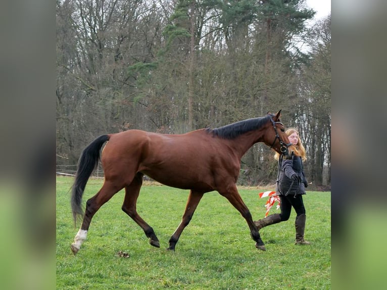 Mecklenburg Giumenta 12 Anni 174 cm Baio in Galenberg