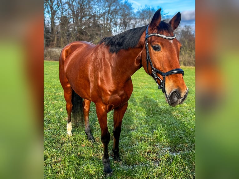 Mecklenburg Giumenta 12 Anni 174 cm Baio in Galenberg