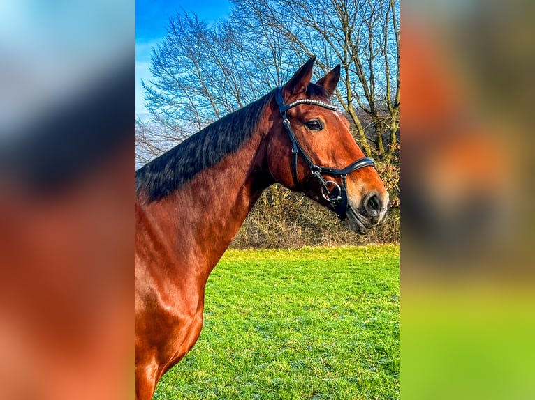 Mecklenburg Giumenta 12 Anni 174 cm Baio in Galenberg