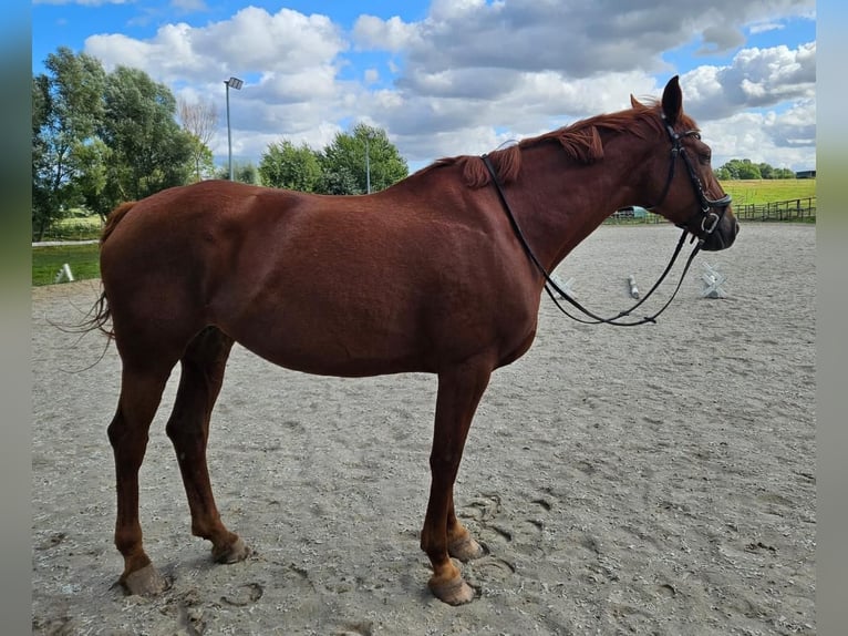 Mecklenburg Giumenta 12 Anni Sauro in Barth