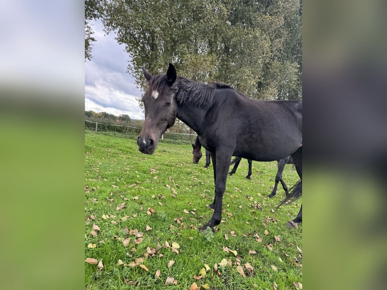 Mecklenburg Giumenta 13 Anni 165 cm Baio nero in Bad Essen