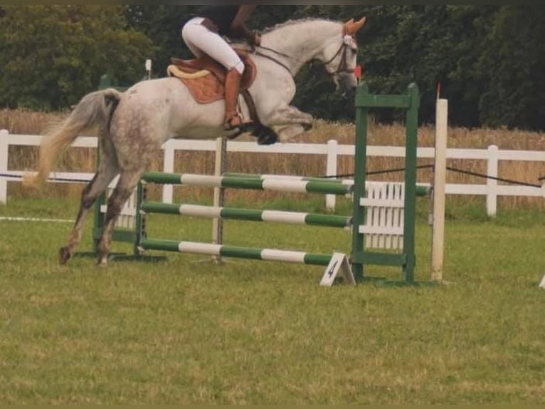Mecklenburg Giumenta 13 Anni 167 cm Grigio in Steinhagen