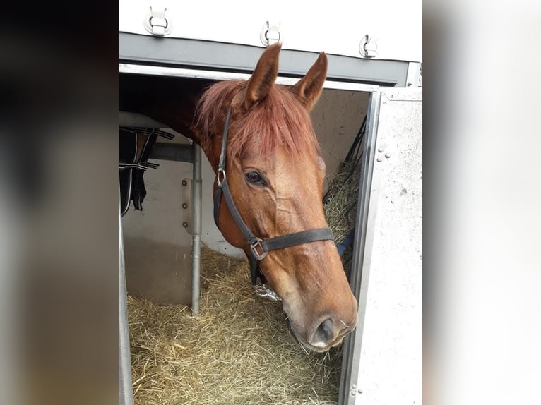 Mecklenburg Giumenta 13 Anni 170 cm Sauro in Hagen im Bremischen