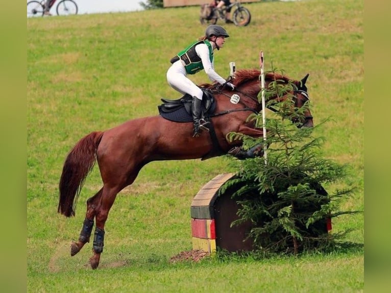 Mecklenburg Giumenta 13 Anni in Barth