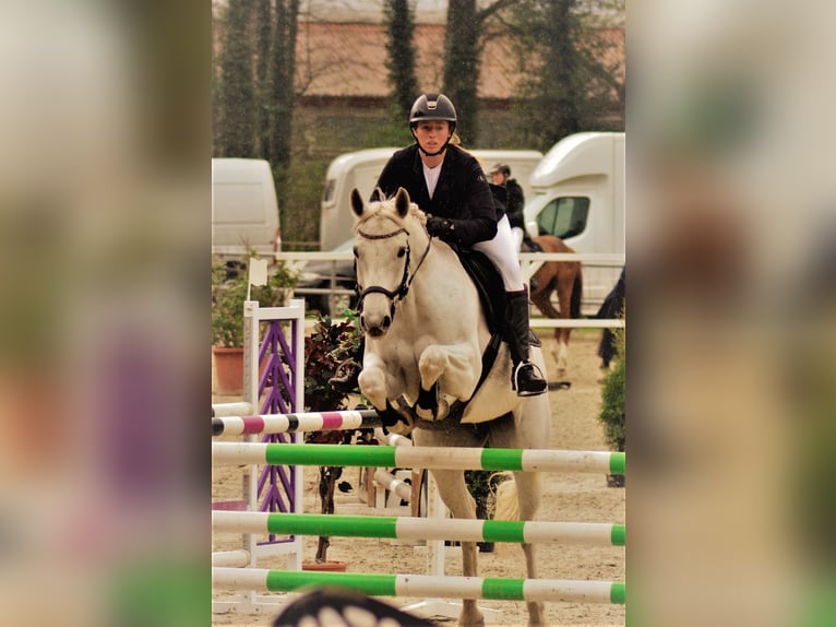 Mecklenburg Giumenta 14 Anni 164 cm Grigio in Kükels