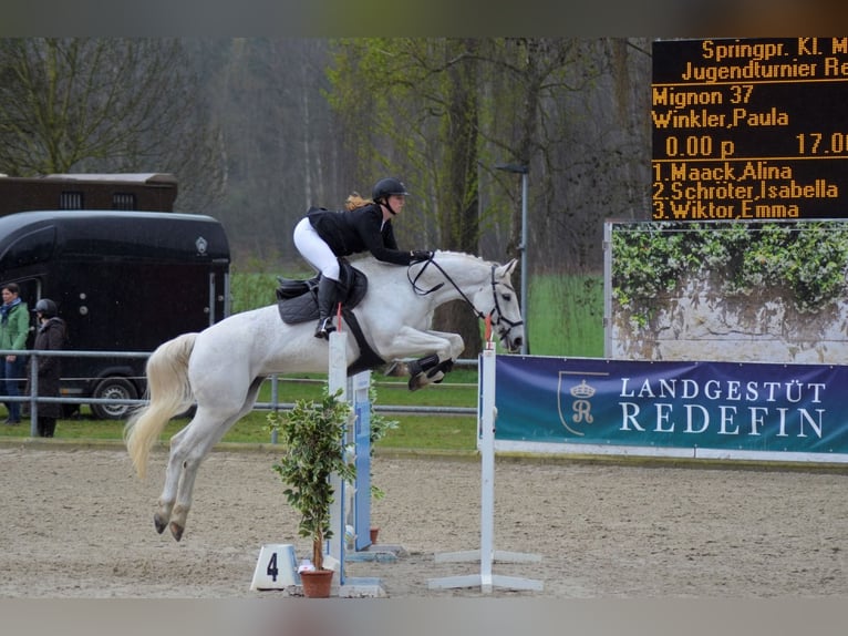 Mecklenburg Giumenta 14 Anni 164 cm Grigio in Kükels