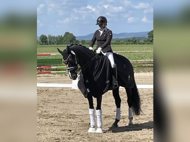 Mecklenburg Giumenta 14 Anni 180 cm Morello in Zweibrücken