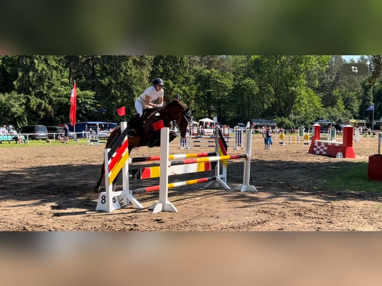 Mecklenburg Giumenta 14 Anni Sauro scuro in Barth