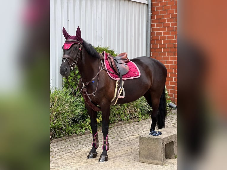 Mecklenburg Giumenta 15 Anni 165 cm Baio nero in Georgsmarienhütte